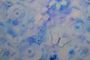 Cotton poplin print digital 74-3